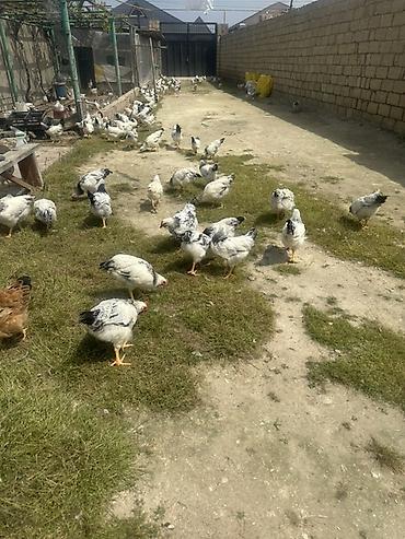 K/t heyvanları və malları: Toyuq, Damazlıq — 4