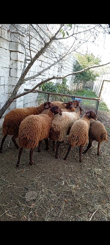 dişi pişiklər: Dişi, Qala, il: 1, 50 kq, Damazlıq, Ünvandan götürmə