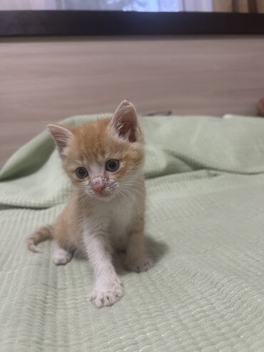восточная ориентальная кошка: 1 месяц, Мальчик, Проглистована