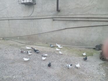 Göyərçinlər: Məhsul: Güvənçinlər (xüsusi uçuş və rəng çeşidləri) Təsvir: - — 20