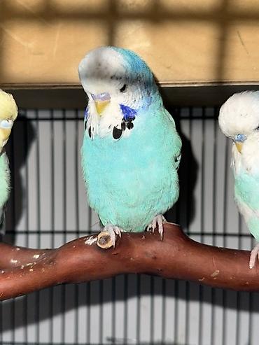 Quşlar: 5 aylığ erkek tamm saglam qusdu, ciddi olmayan kesler narahat edmesin — 2