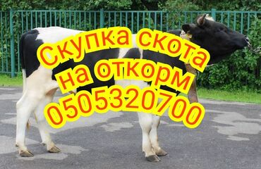 Куплю с/х животных: Куплю | Коровы, быки, Лошади, кони | Откормленные, На откорм