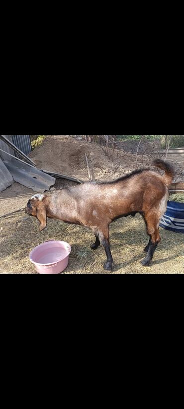 продаю связи с переездом: Парода Битал теке 1 жарым жаш