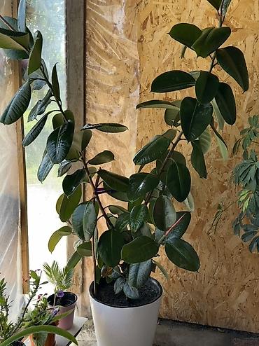 стол офис: Комнатные крупномеры в декоративных кашпо 1) Фикус эластика (Ficus — 2