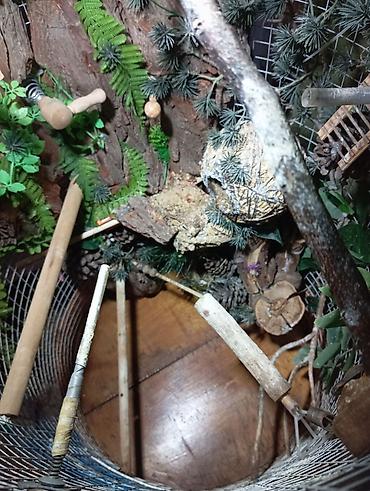Животные: Unikal şaquli terrarium/volyer – dekorativ ağac gövdəsi və təbii — 9