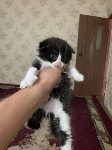 Мышыктар: Котята с вислыми ушками, домашние. Окрас разный: - черно-белые — 5