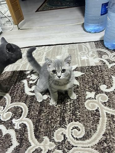 Кошки: Шотландская, Самка, Самовывоз — 3