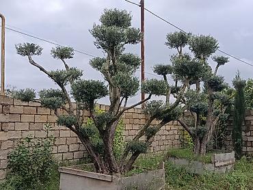gilas bagi satilir: Bonsai üslubunda formalaşdırılmış zeytun ağacları - Növlər: Zeytun — 2