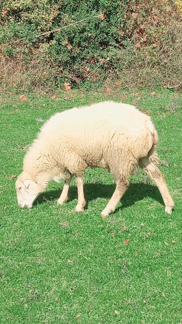 Qoyunlar, qoçlar: Erkək, il: 1, 50 kq, Damazlıq, Ətlik, Ünvandan götürmə