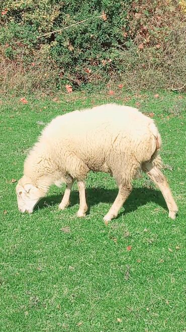 Qoyunlar, qoçlar: Dişi, il: 2, Damazlıq, Ünvandan götürmə — 7