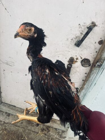 Xoruzlar: Xoruz, il: <1 — 1