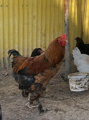 Куры, петухи: Продаю | Петух | Для разведения, На забой — 9
