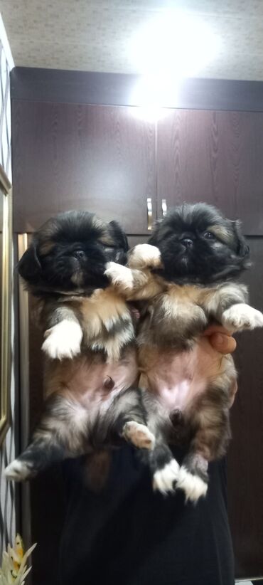 İtlər: Pekines, 1 ay, Erkek, Ünvandan götürmə