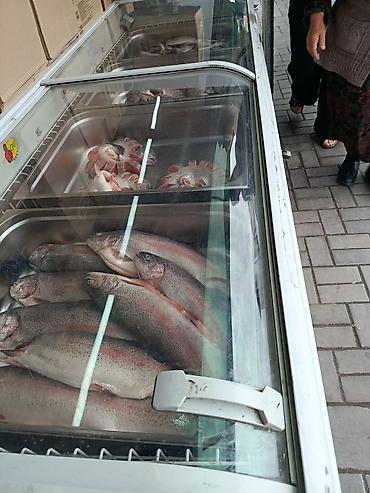 форель мольки: Свежемороженая рыба в витрине-ларе. Ассортимент: - Цельная радужная — 1