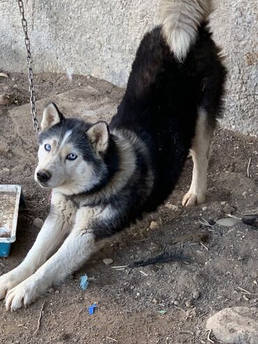 уй сатып алам ош: Хаски, 2 жаш, Ургаачы