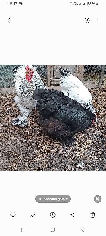 Toyuqlar: Toyuq, Brama, Damazlıq — 1