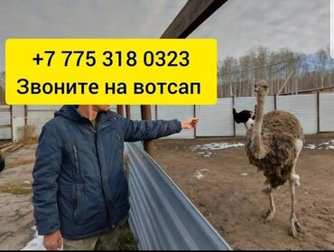 Коровы, быки: Бычки телята тёлки ангус сементал герефорд ауликоль голштейн