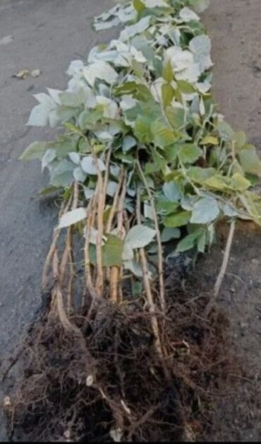 Şitillər: Sarı və qırmızı və qara moruq (çəpər) tingləri5-3-10 Məhsul: - Açıq — 4