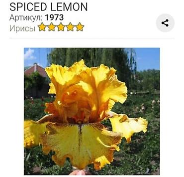 ирис: Ирисы бородатые, сортовые в продаже корниделенки по одному вееру — 9