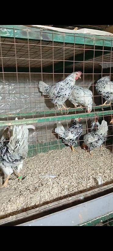 прадаю корова: Продаю | Куры | Леггорн | Для разведения — 2