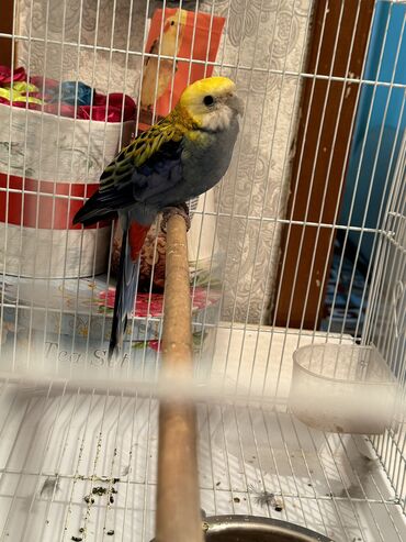 Птицы: Продам папугай 1,5 годик 
Розелла (бледноголовая) 
13000 сом