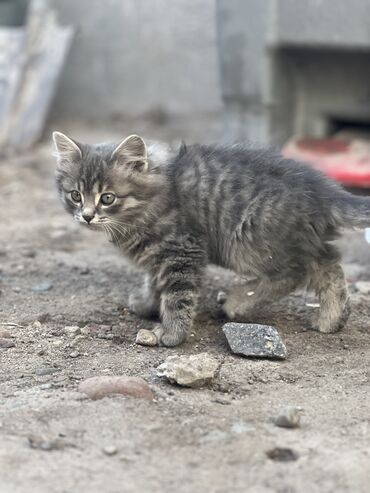 отдам даром вислоухого котенка: Мышык бекер берилет: Породасыз, 1 айлык, Ургаачы