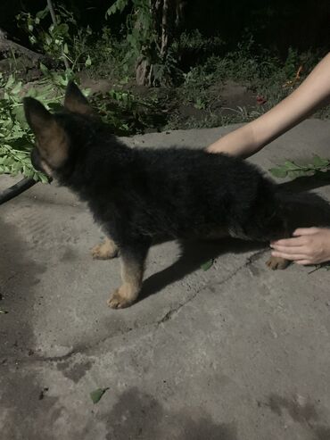 купить щенка чихуахуа: Продаю щенка немецкой овчарки 
Мальчик 2 месяцев 
С хорошим посадкой