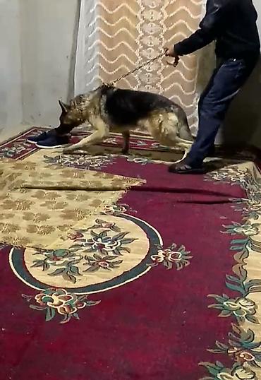 setter it cinsi: Alman çoban iti — 1