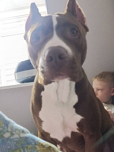 питбуль обмен: Кобель американский питбуль, 1 год 4 ищем подружку для вязки .Очень