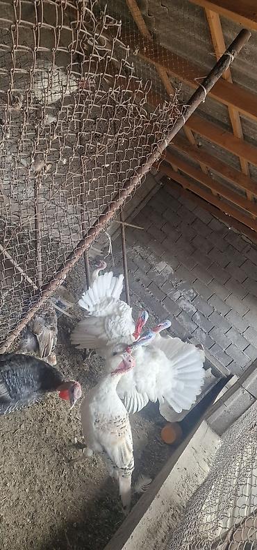 Продаю | Индюк (самец) | Полукровка, Бройлерная | Для разведения at lalafo.kg Продаю | Индюк (самец) | Полукровка, Бройлерная | Для разведения