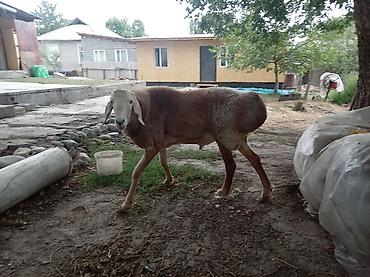 рыбы в кыргызстане: Продаю | Баран (самец) | Арашан | Для разведения | Племенные — 3