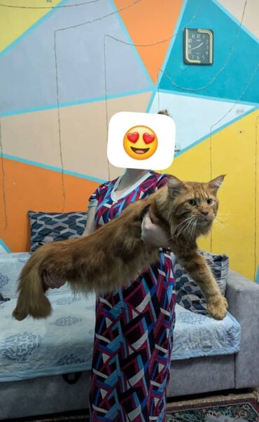 сиамская кошка: 😻😻😻 Предлагаются котята мейкуна,к предварительному бронированию! Дата