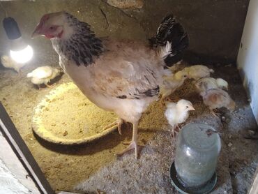 bramo toyuq: Курица, Для яиц, Самовывоз