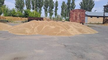 лошадь лошадь: Продаю пшеницу,урожай 2025