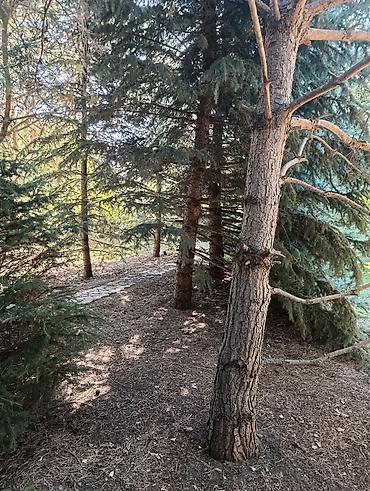 Продажа дачи: 3 комнаты, 70 м², 15 соток, Холодная вода, Электричество at lalafo.kg — 23 Продажа дачи: 3 комнаты, 70 м², 15 соток, Холодная вода, Электричество — 23