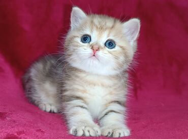 японская порода кошек: Питомник Шотландских кошек предлагает к предварительному резерву