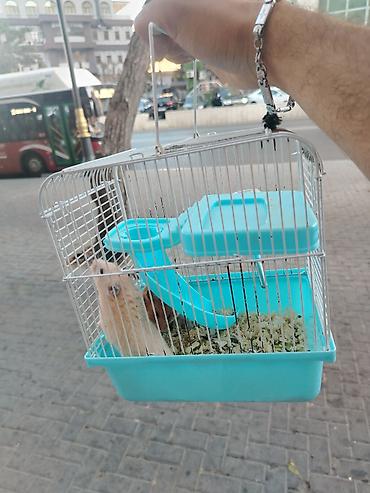 qefes satisi: Hamster sağlam balalardır Qəfəs ilə bir yerdə satılır çatdırılma var — 2