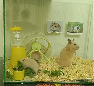 Akvariumlar: Şüşə akvariumda tam hamster dəsti 2 bala ilə birlikdə. Məhsulun — 5