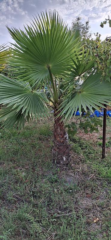 продать ковер бу: Washingtonia robusta (Meksika xurma palmisi) – açıq havada əkiləcək — 2