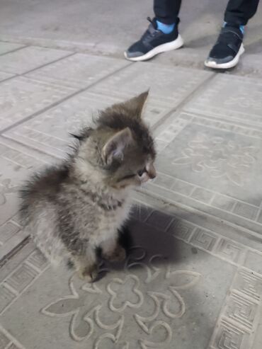 бенгальские котята спб: Кошка даром: Беспородная, 1 месяц, Мальчик, Проглистована