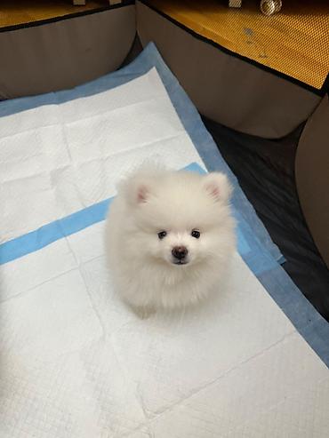 mini spitz: Şpitz, 2 ay, Erkək, Pulsuz çatdırılma — 2