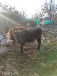 купить собаку немецкую овчарку: Продаю | Музоо, торпок | На откорм