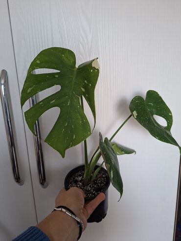 плодоносящие комнатные растения купить: Монстера вариегатная (Monstera deliciosa variegata) — комнатное