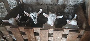 keci hələb: Sanne, heleb,Alpen sortlaridi — 5