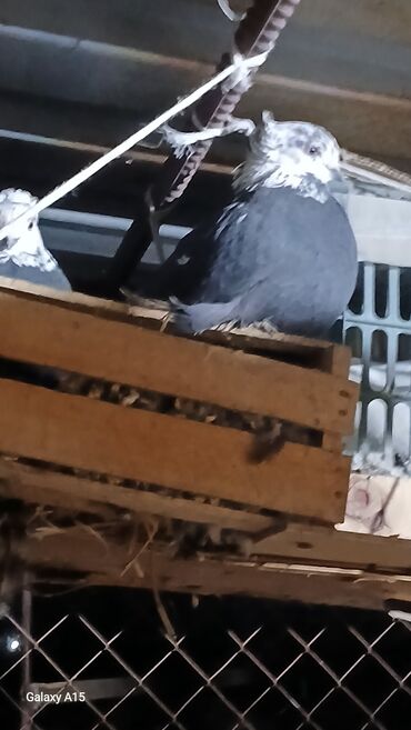 Птицы: Голуби декоративные (несколько особей) - Породы/типы: украшенные — 2