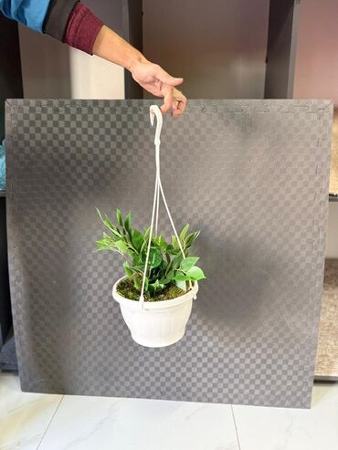 Otaq bitkiləri: Asma saksıda dekorativ yaşıl bitki - Ağ rəngli asma plastik saksı -da lalafo.az — 34 Otaq bitkiləri: Asma saksıda dekorativ yaşıl bitki - Ağ rəngli asma plastik saksı — 34