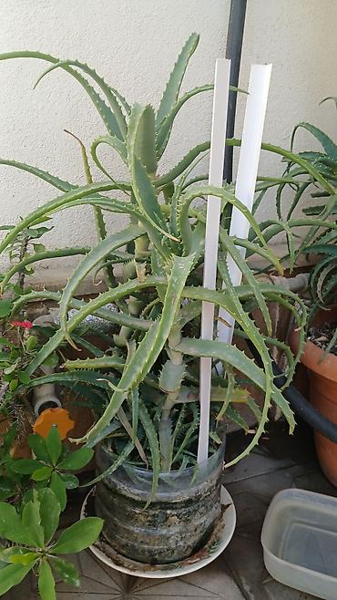 sakura ağacı: Məhsul: Otaq sukulentləri – Pul ağacı (Crassula ovata) və Aloe (Aloe — 4