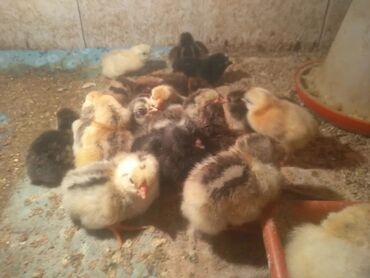 дикие птицы кыргызстана: Суточные цыплята домашние несушки в наличии