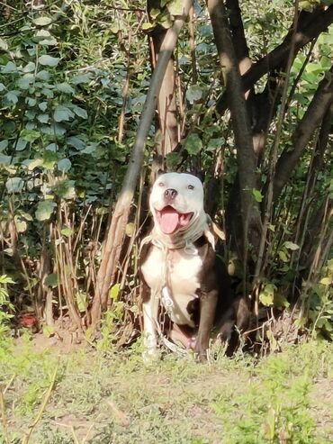 ит мурун: Pitbul, 1 il, Erkek, Peyvəndli, Ünvandan götürmə, Ödənişli çatdırılma