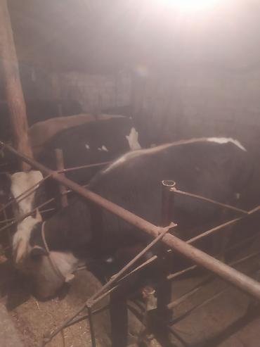 Inəklər, öküzlər: Inəklər, öküzlər — 1